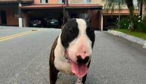 Apolo: Bull Terrier desaparece no Jardim Estância Brasil, em Atibaia