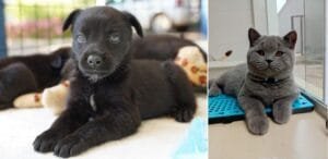 feirinhas de adoção de cães e gatos