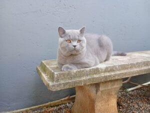 Adoção de cães e gatos