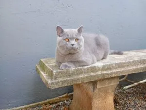 Adoção de cães e gatos