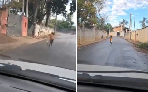 Lobo-guará é visto em rua do Jardim Estância Brasil, em Atibaia