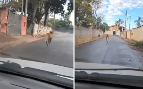 Lobo-guará é visto em rua do Jardim Estância Brasil, em Atibaia