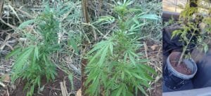cultivando maconha em Piracaia