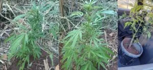 cultivando maconha em Piracaia