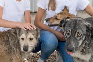 Prefeitura de Atibaia disponibiliza cadastro digital para protetoras independentes de animais